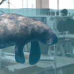 Effective Immediately, We Are Cancelling Our Mentor-Manatee Program 26