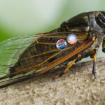 We Are Cicadas Who Have Been Underground Since the Obama Administration 24