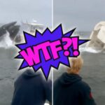 Whale, whale, whale… WTF just happened here? (18 GIFs) 5