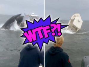 Whale, whale, whale… WTF just happened here? (18 GIFs) 3