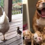 Animal parents and their kids are the family pictures you need to see (40 Photos) 23