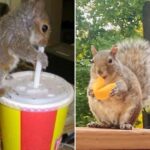 For these squirrels, the world is their all-you-can-eat buffet (31 Photos) 27