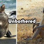 Unbothered animals who couldn’t care less (25 Photos) 26