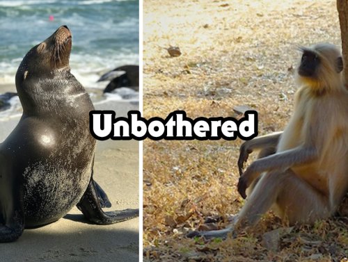 Unbothered animals who couldn’t care less (25 Photos) 1