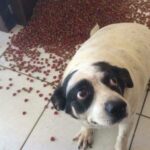 Guilty Dogs working their way into the ‘Hall of Shame’ (29 Photos) 20