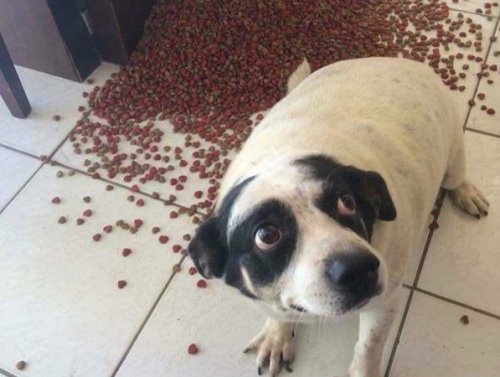 Guilty Dogs working their way into the ‘Hall of Shame’ (29 Photos) 1