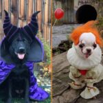 These Doggo Costumes Win Halloween (29 Photos) 17