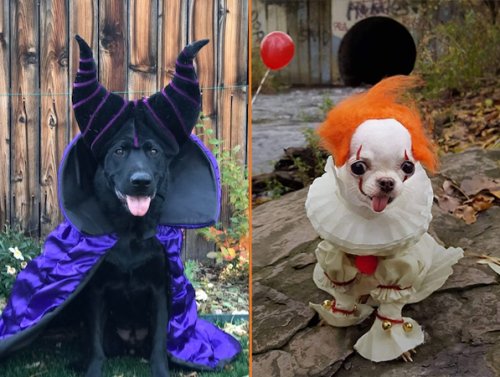 These Doggo Costumes Win Halloween (29 Photos) 1