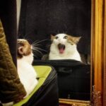 The Cats Are Here & Ready to Party (30 Photos) 18