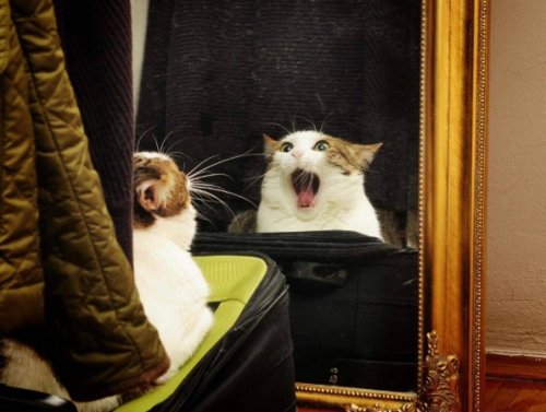 The Cats Are Here & Ready to Party (30 Photos) 1