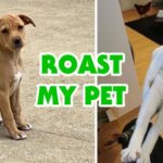 Derpy pets get bullied on the internet and it’s actually super wholesome (20 Photos) 15