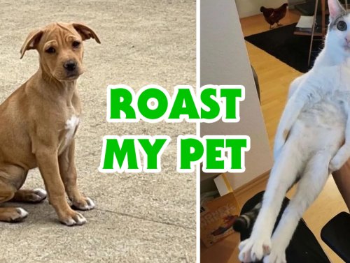 Derpy pets get bullied on the internet and it’s actually super wholesome (20 Photos) 1