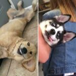 Dogs: Prone to adorable “glitches” and “malfunctions” (30 Photos) 20