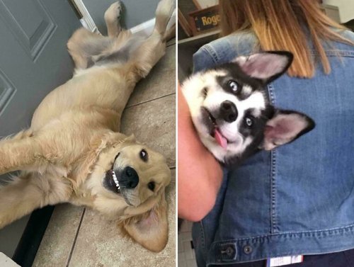 Dogs: Prone to adorable “glitches” and “malfunctions” (30 Photos) 1