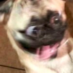 These Dogs Were Just Too Excited to Pose for the Camera (31 Photos) 8