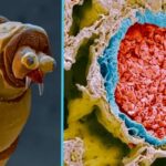 The Microscopic World of Tiny, Terrifying Monsters (34 Photos) 19