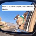 No one has ever complained about receiving dog memes (24 Photos) 26