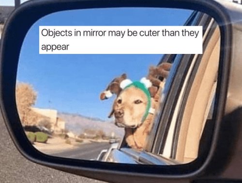 No one has ever complained about receiving dog memes (24 Photos) 1