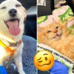 These animals are zonked & zooted after their vet visits (40 Photos) 4