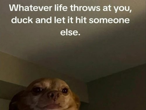 You Laugh, You Lose… Simple! (27 Photos) 1