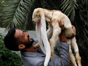 Let’s give it up for the hilarious animals that make the internet go ’round (60 Photos) 11