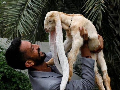 Let’s give it up for the hilarious animals that make the internet go ’round (60 Photos) 1