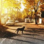 Lost Dog: Do Not Chase, Respectfully Acknowledge 16