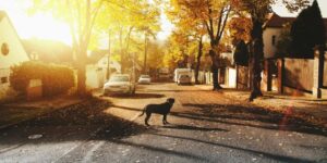 Lost Dog: Do Not Chase, Respectfully Acknowledge 10