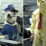 Workplace Shenanigans happen…even on Monday (38 Photos) 7