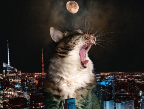 Bring Out the Milk: Cats Run the Show Now (Photos) 1