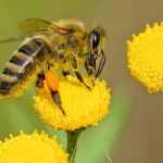 Bug Fixes for Bugs 6