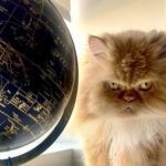Put Everything Down, It’s Cat Saturday!!! (28 Photos) 2