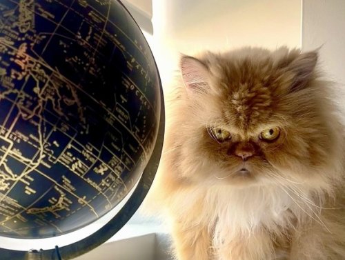 Put Everything Down, It’s Cat Saturday!!! (28 Photos) 1