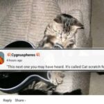 Top Comments of the week ain’t taking ‘No’ for an answer this week! (76 Photos) 7