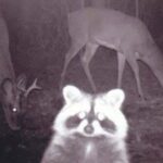 Trail Cam Footage Putting The ‘Wild’ In Wildlife (30 Photos) 3