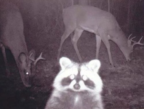 Trail Cam Footage Putting The ‘Wild’ In Wildlife (30 Photos) 1