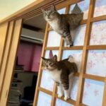 Paws Everything, It’s Cat Saturday! (28 Photos) 29
