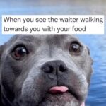 Dog memes to close out your day on a positive note (25 Photos) 31