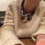 The Cats Are Always Out on Saturdays (34 Photos) 14