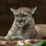 Open Letter from a Mountain Lion to Hiking Influencers 11