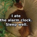 Cats: They were practically made to become memes (25 Photos) 2