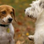 A Categorical Ranking of Dogs 9