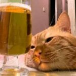 Food and Drink… Memes For A Starter (29 Memes) 20