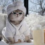 Saturdays Are for the Cats (31 Photos) 23