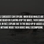 Creepy Facts That Will Chill You to the Bone (15 Photos) 25