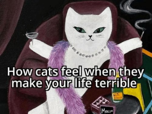 Saturdays & Cats Are a Purrfect Combo (38 Photos) 1