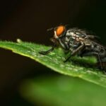 Facts About the Underappreciated Housefly 12