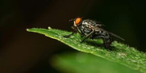 Facts About the Underappreciated Housefly 4
