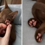 Cat Saturday Is Top O’ the Litter! (30 Photos) 26