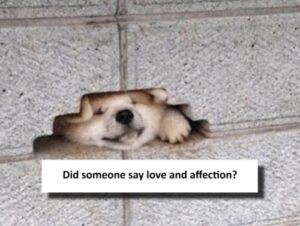 Your Weekly Dose of Wholesome Memes 19